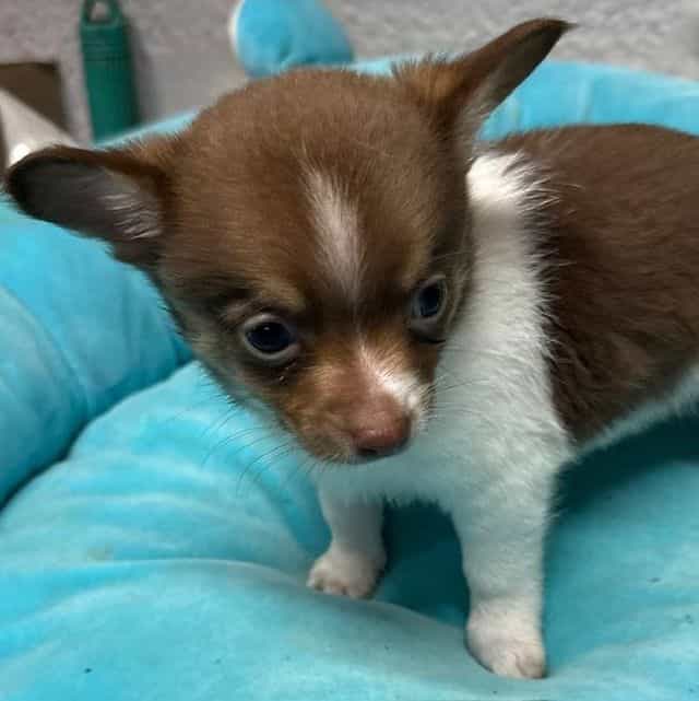 Lenny - Chihuahua Male