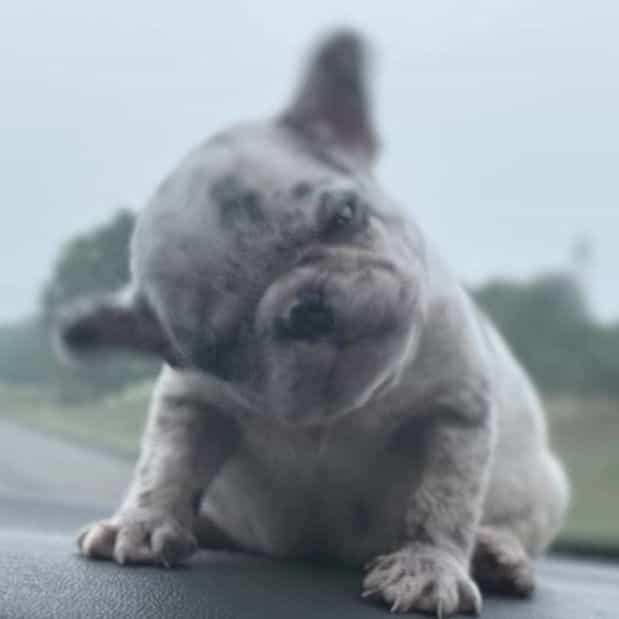 Hibachi  - French Bulldog Male