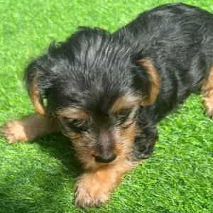Gabe - Yorkshire Terrier Male