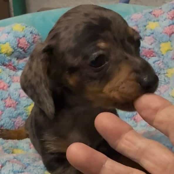 Dirk - Dachshund Male