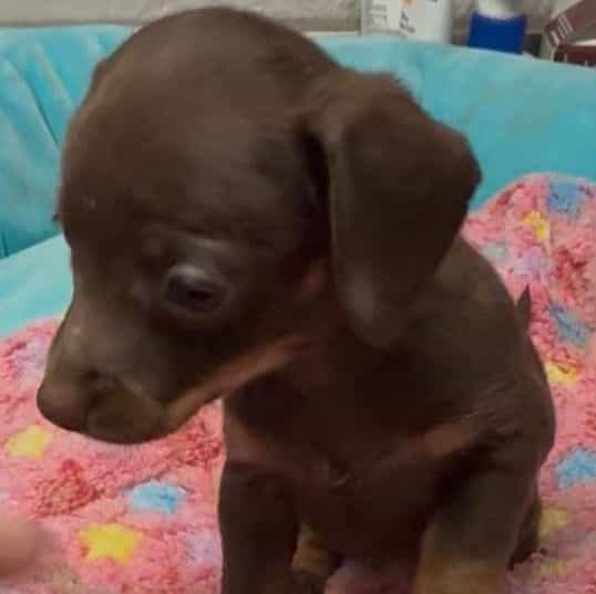 Dinah - Dachshund Female