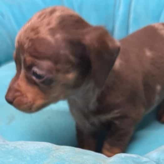 Dougie - Dachshund Male