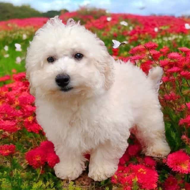 Jake - Maltipoo Male