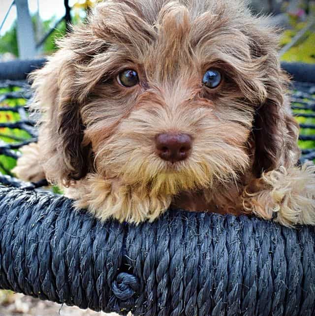 Pixie - Havapoo Female