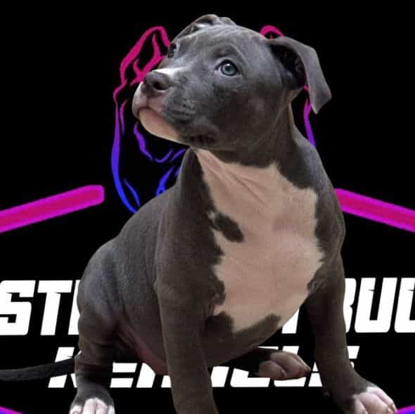 AZZURE - American Bully Female
