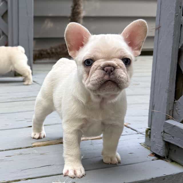 Pinky Pie - French Bulldog Female