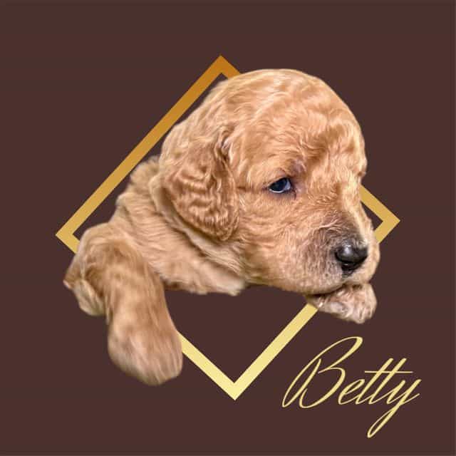 Betty - Goldendoodle Female