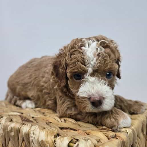David - Cavapoo Male