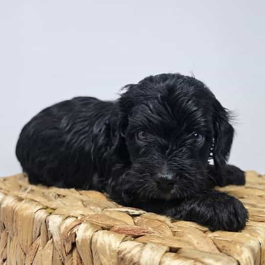 Dean - Cavapoo Male