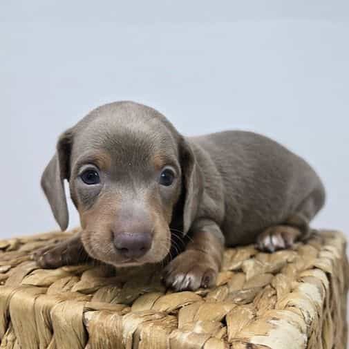 Hank - Dachshund Male