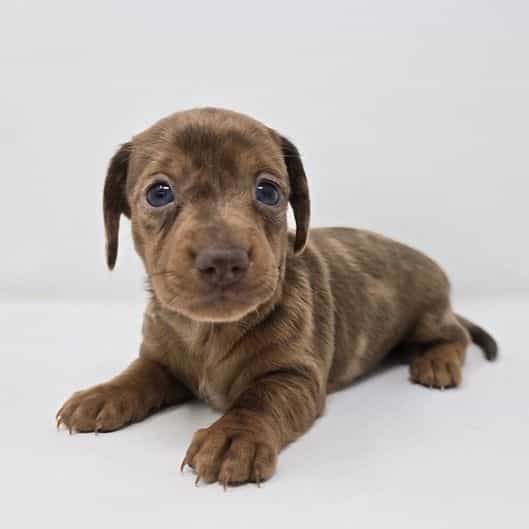 Gianna - Dachshund Female