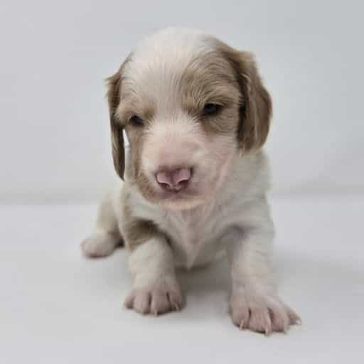 Graham  - Dachshund Male