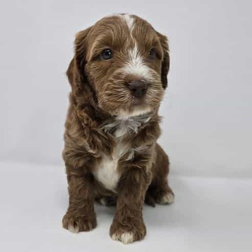 Izzy - Goldendoodle Male