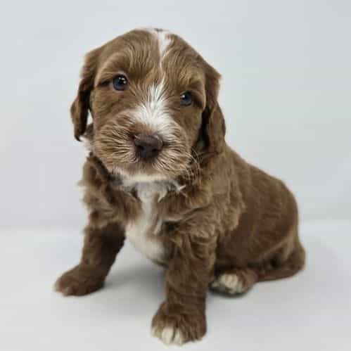 Izzy - Goldendoodle Male
