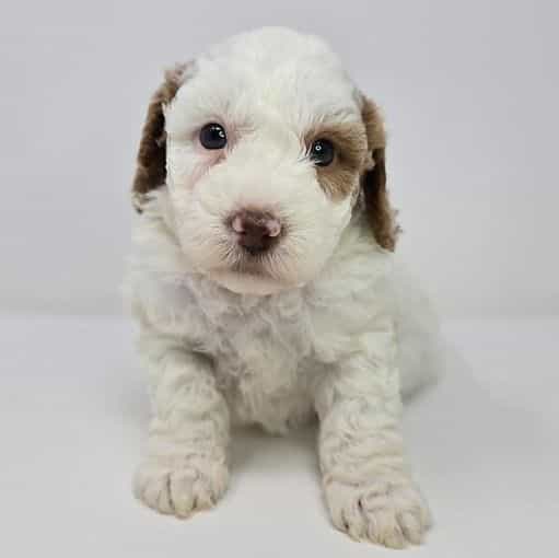 Inka - Goldendoodle Male