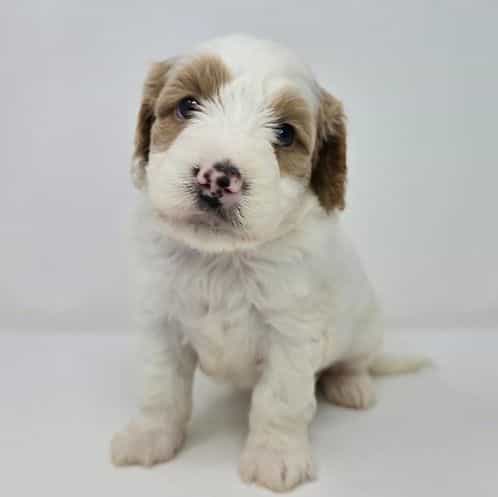 Isaac  - Goldendoodle Male