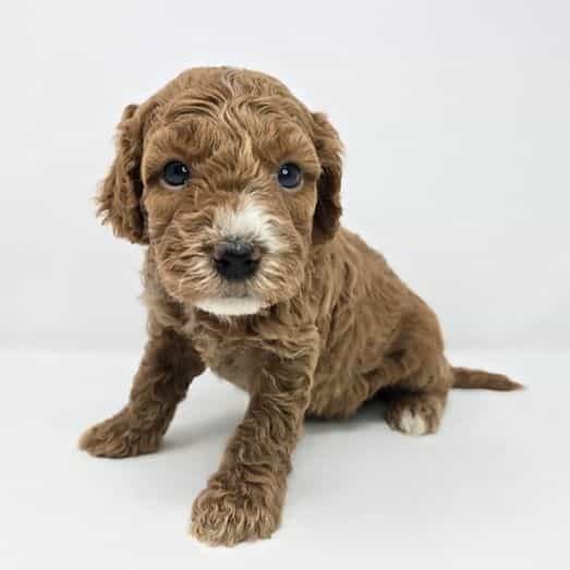 Ivan - Goldendoodle Male