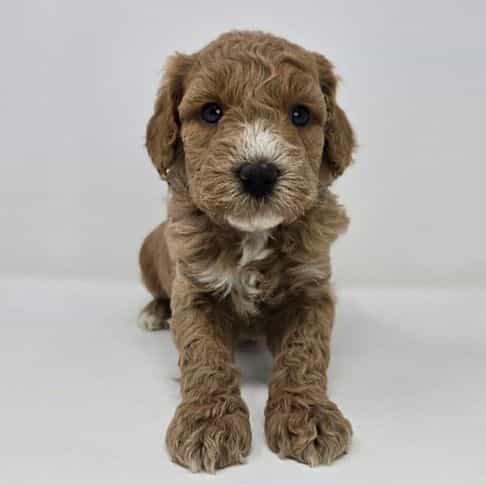 Ian - Goldendoodle Male