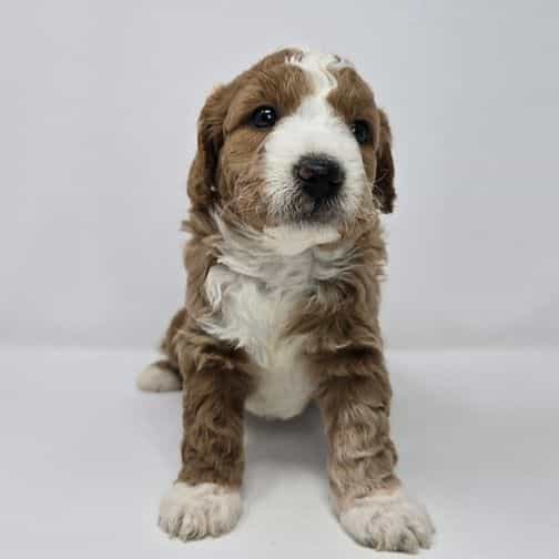 Indy - Goldendoodle Male