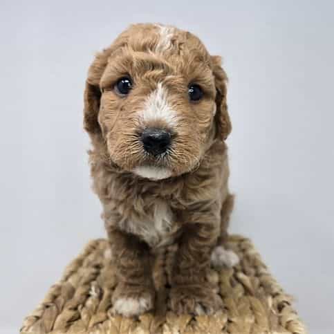 Igor - Goldendoodle Male