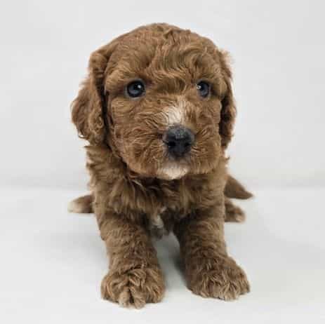 Indio  - Goldendoodle Male