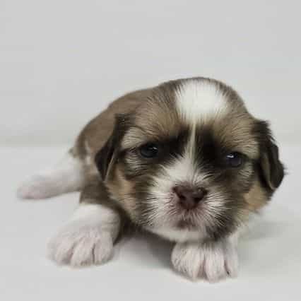 Farley - Shih Tzu Male