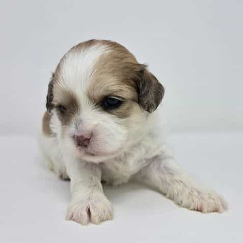 Jozie  - Shih-Poo Female