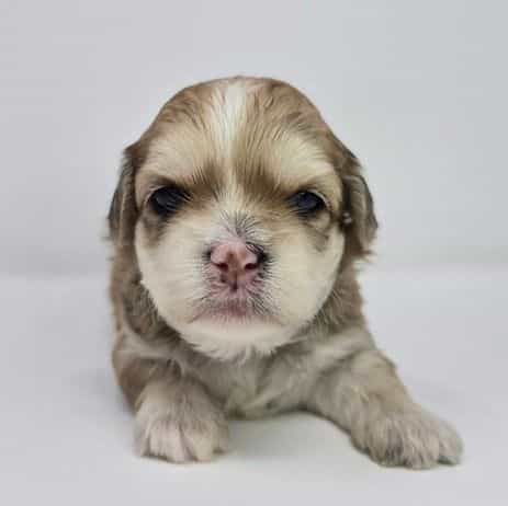 Julia - Shih-Poo Female