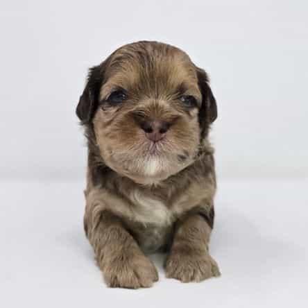 Jaxen  - Shih-Poo Male