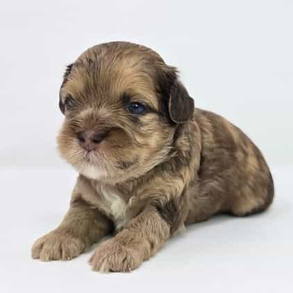 Jaxen  - Shih-Poo Male