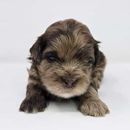 Jensen - Shih-Poo Male