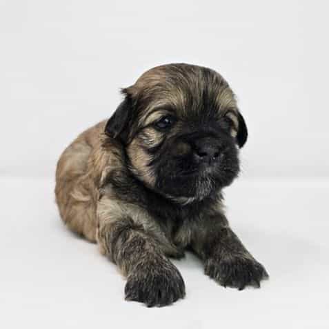 Jordy - Shih-Poo Male