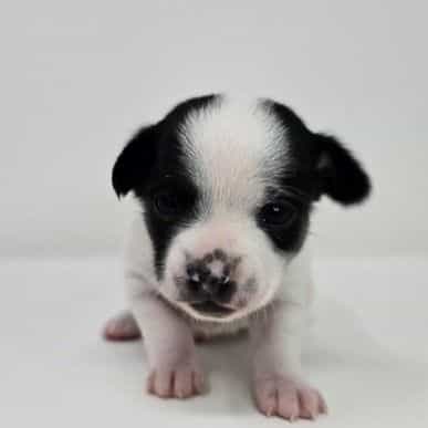 Kallie - Chihuahua Female