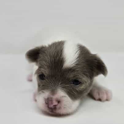 Kayla - Chihuahua Female