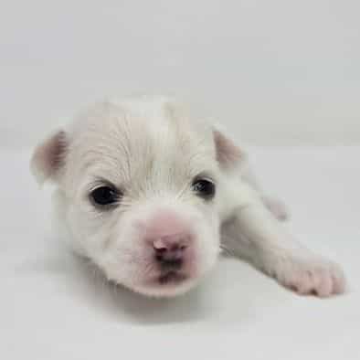 Kelsey - Chihuahua Female