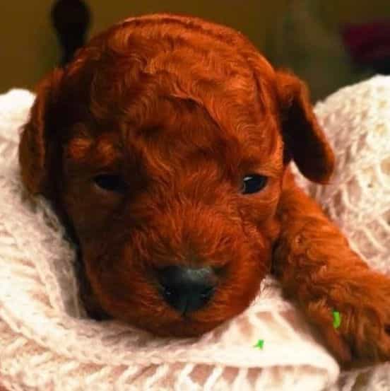 Rusty  - Toy Poodle Male