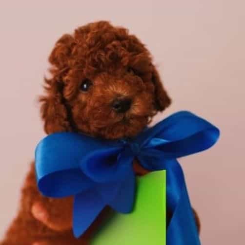 Ruby  - Toy Poodle Female