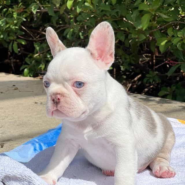 Bennett - French Bulldog Male
