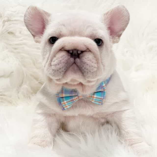 Ghost  - French Bulldog Male