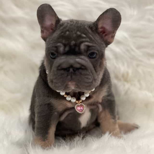 Dash  - French Bulldog Female