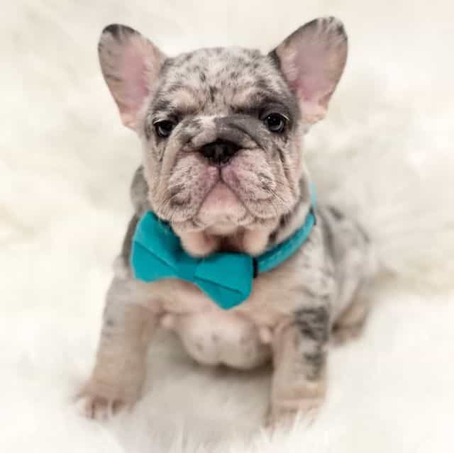 Onyx - French Bulldog Male