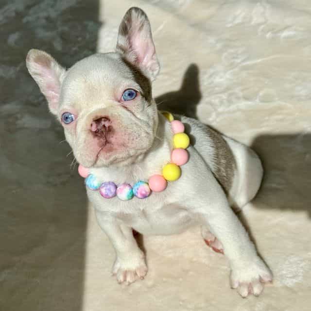 Barbie - French Bulldog Female