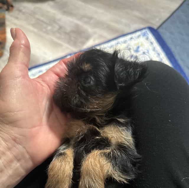 Gilbert - Brussels Griffon Male