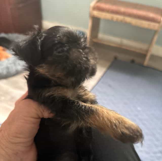 Gillian - Brussels Griffon Female