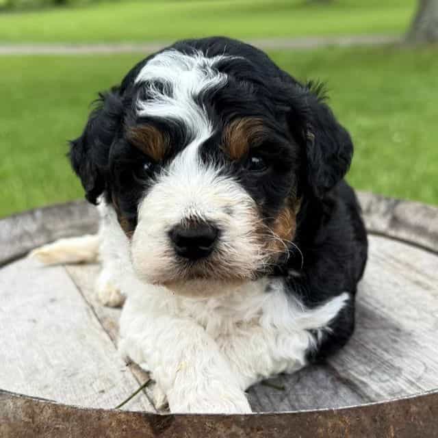 Jace - Bernedoodle Male