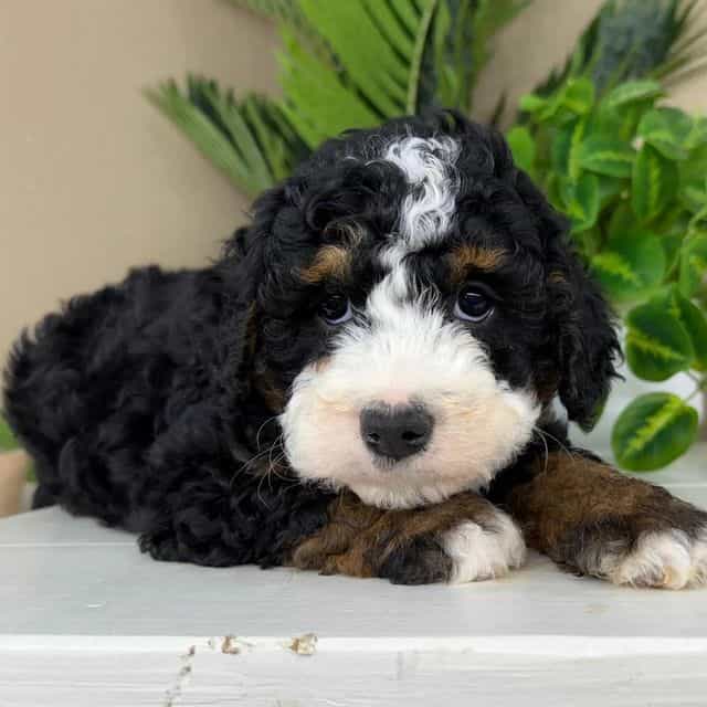 Hero - Bernedoodle Male