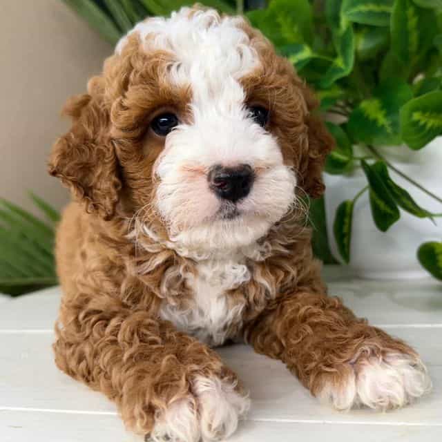 Cici - Bernedoodle Female