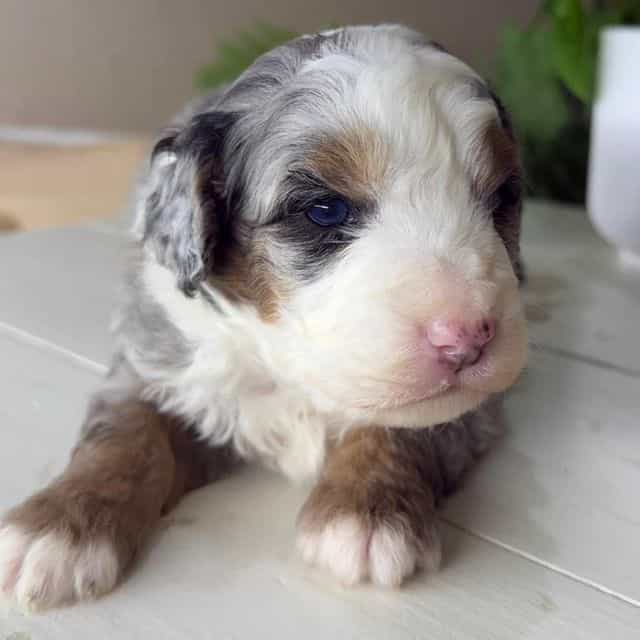 Timber - Bernedoodle Male