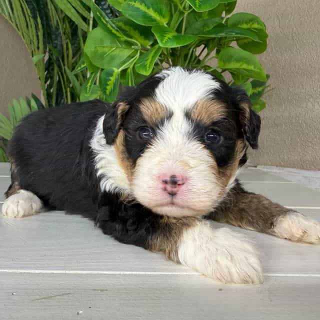Sophie - Bernedoodle Female