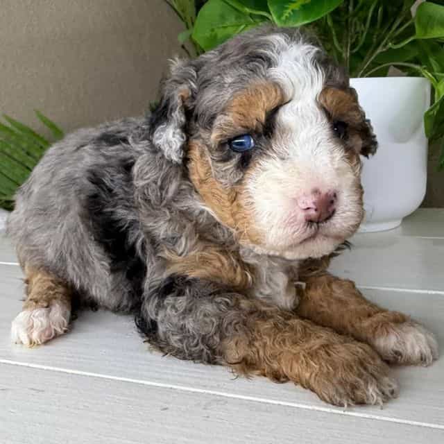 Rebecca - Bernedoodle Female